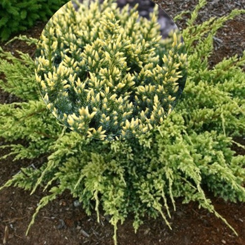Juniperus squamata 'Dream Joy' - Kirju kadakas 'Dream Joy' C2/2L